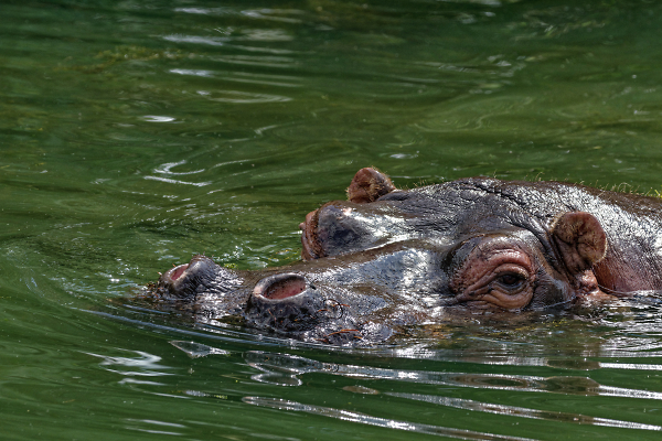 Hippo