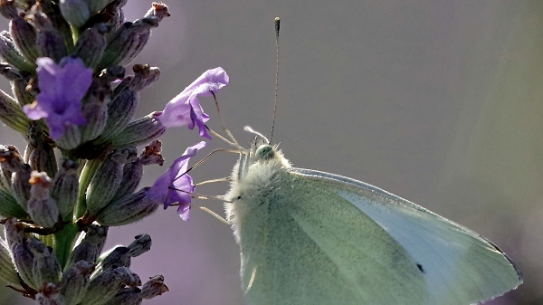 Large white butterfly enjoying the lavender