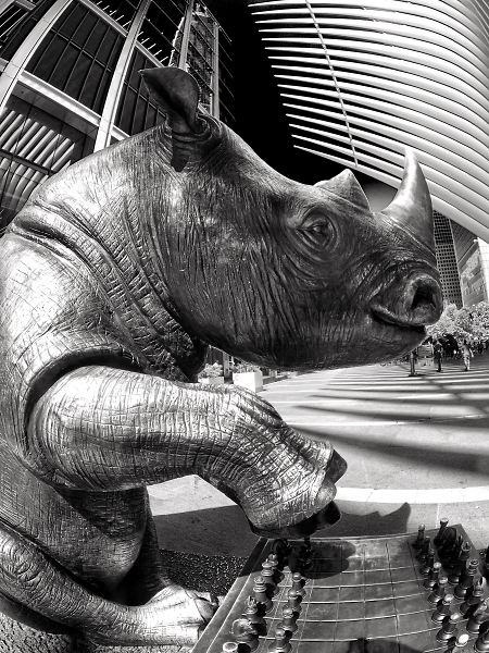 Rhinoceros Playing chess