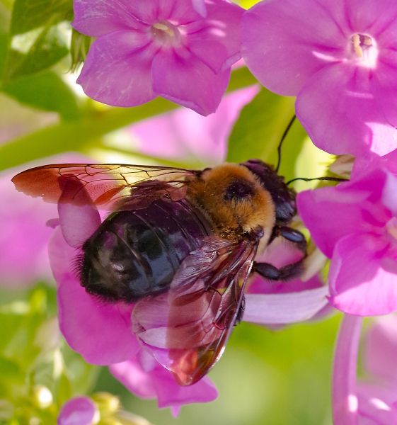 Stained Glass Wings On This Bee.