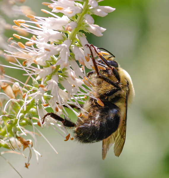 There's Nothing Bumbling About Bumblebees