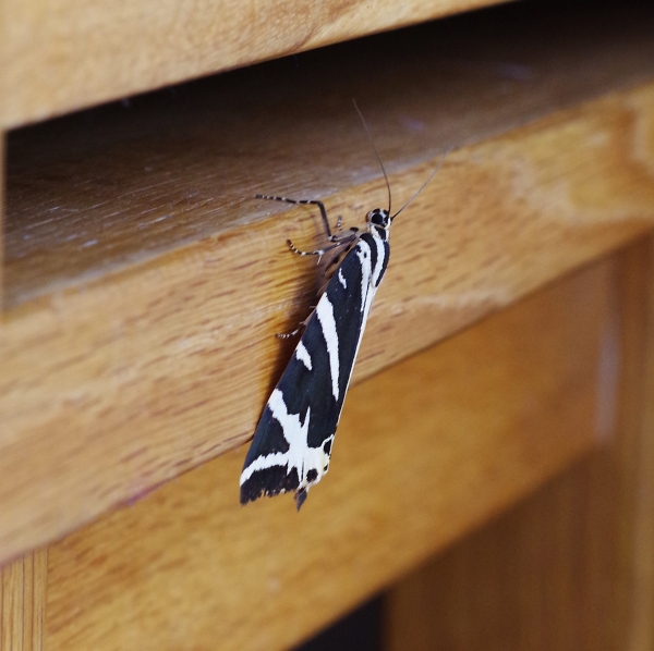 Tiger Moth