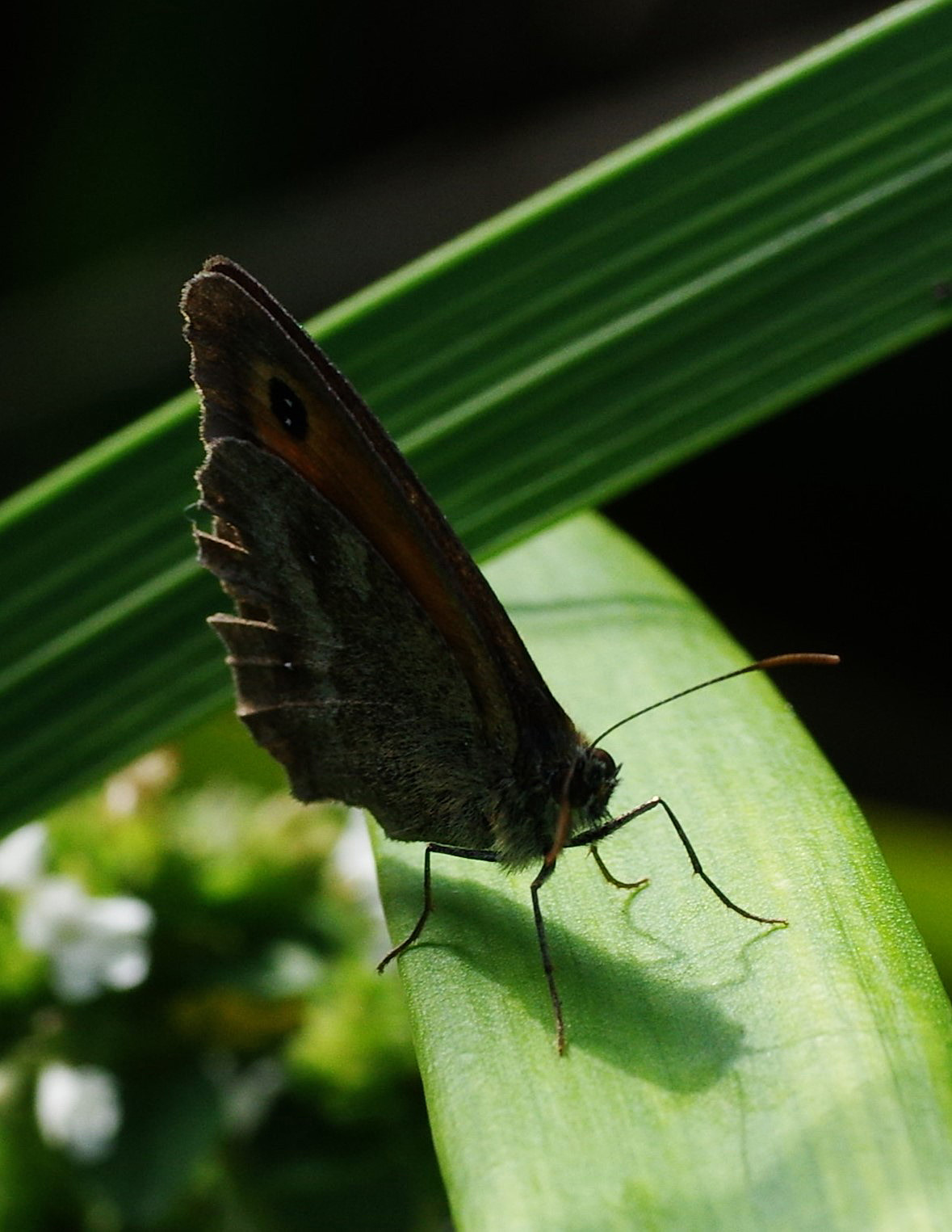 Meadow Brown