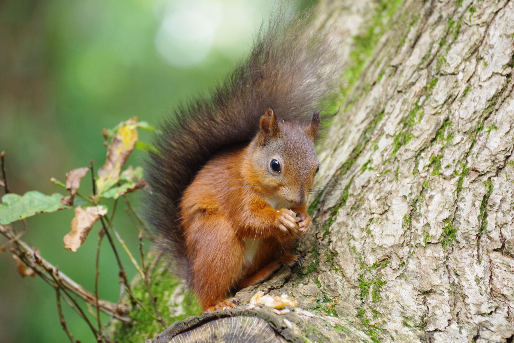 Red Squirrel