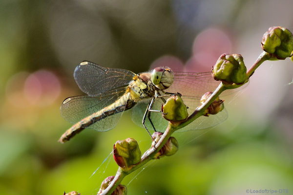 A Common Darter Dragonfly - I think.