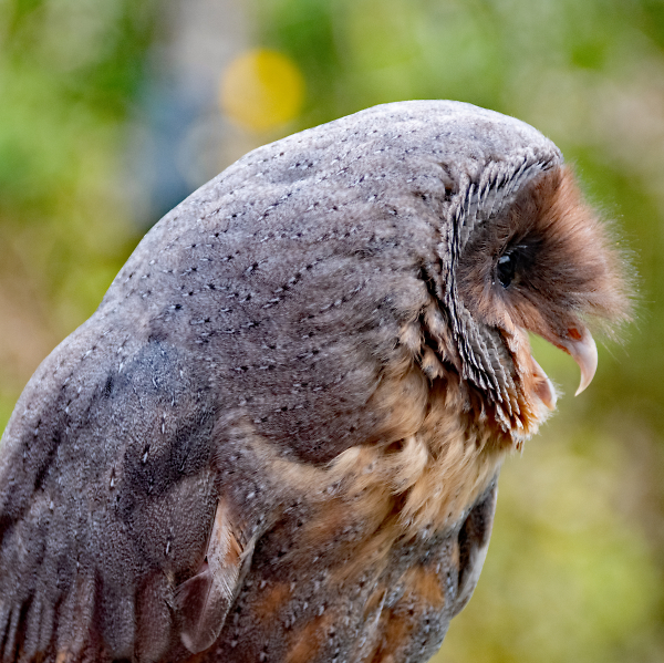 Barn Owl