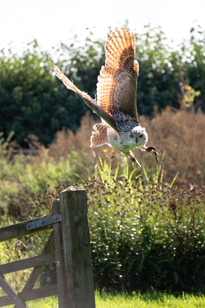 Eagle Owl