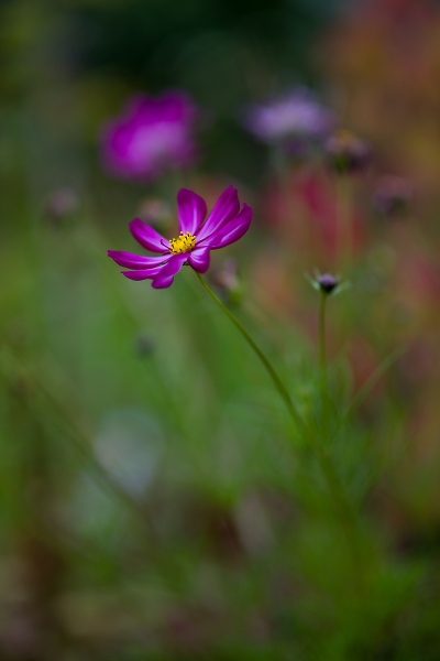 Late Bloomer
