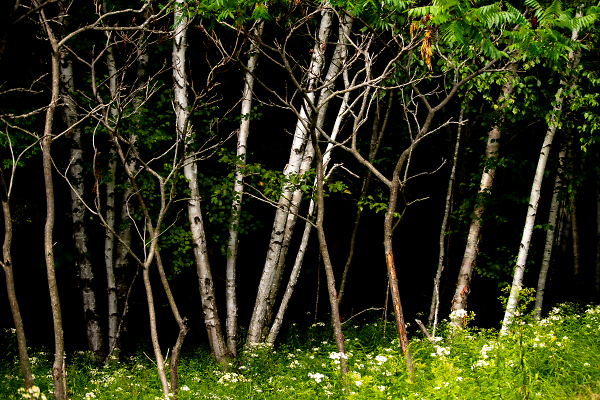 Some White Birch, Some 