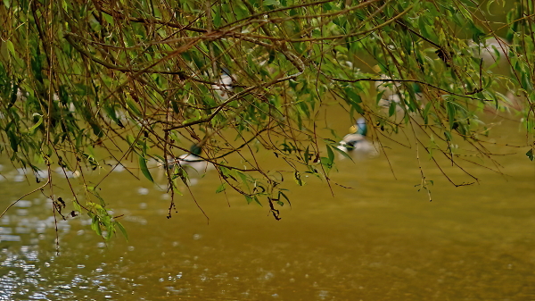 The duck pond
