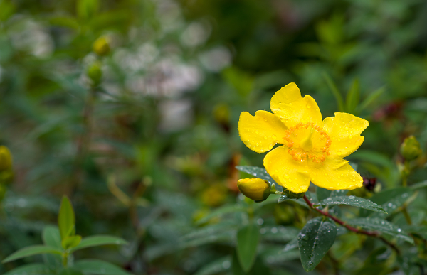 After the rain