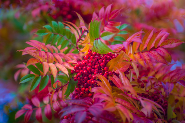 Autumn leaves with berries.