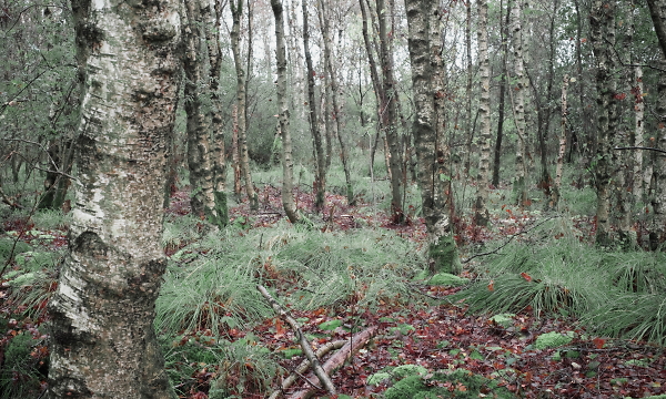 Birches