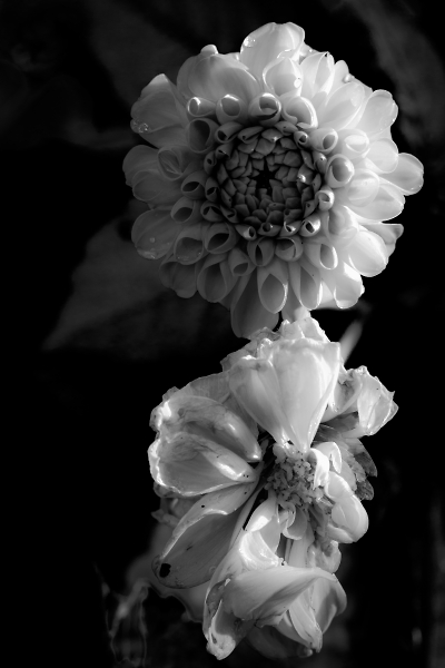 Decay of blooms