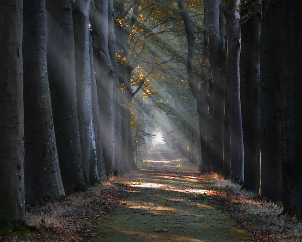 Forest lane.