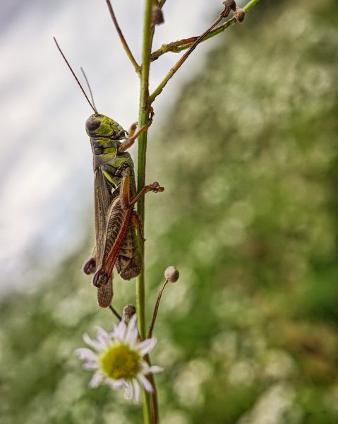 Grasshopper portrait