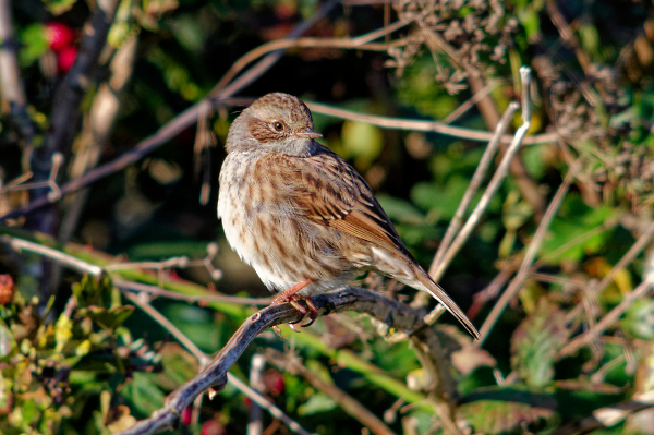 Just a little Dunnock