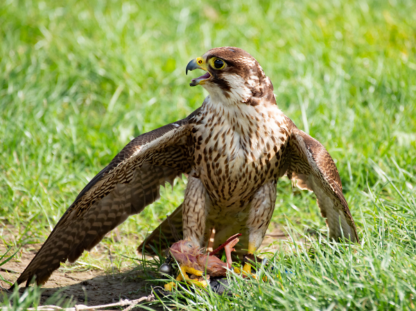 Peregrine falcon
