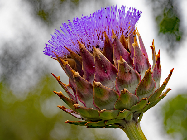 Thistle Head