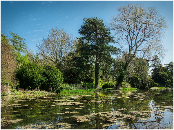 Water & Trees