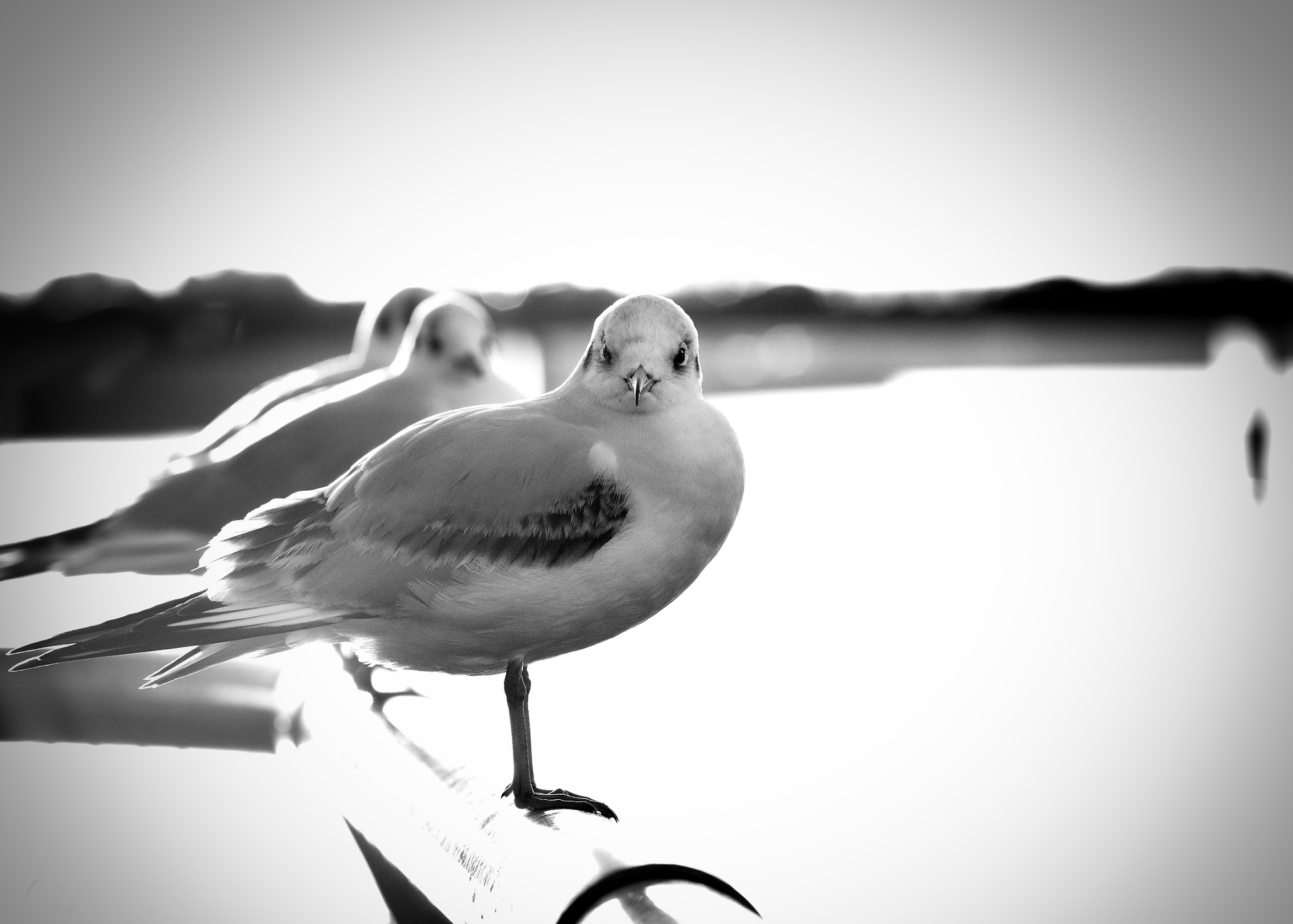 Tern around