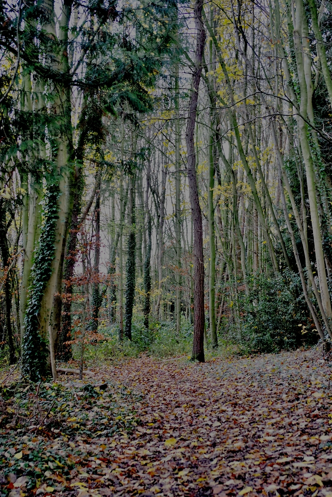Trees & Leaves
