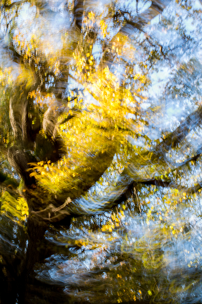 A Turn in the Woods