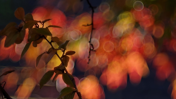 Autumn bokeh