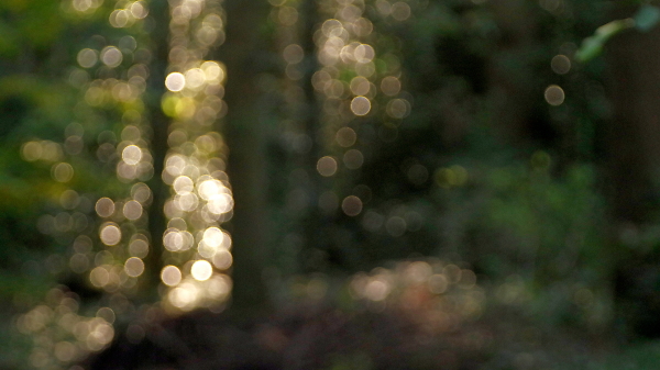 Forest abstract