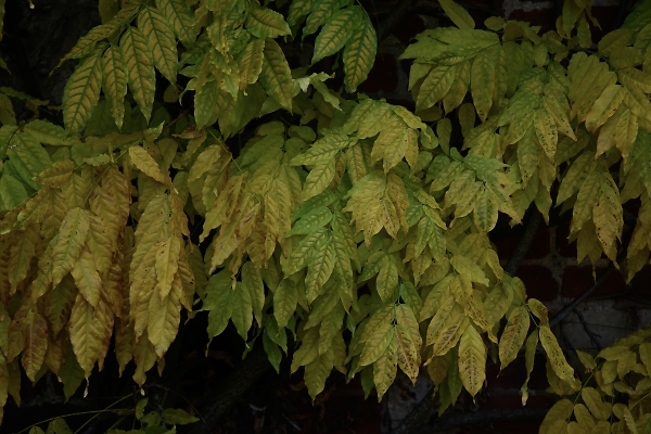 Leaves
