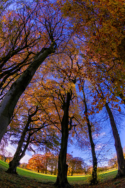 Sentinels of Autumn