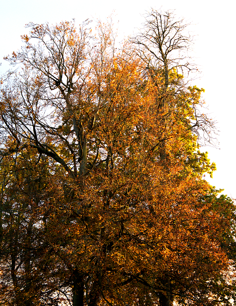 The afternoon golden hour