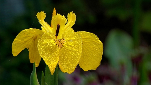 Yellow flag iris