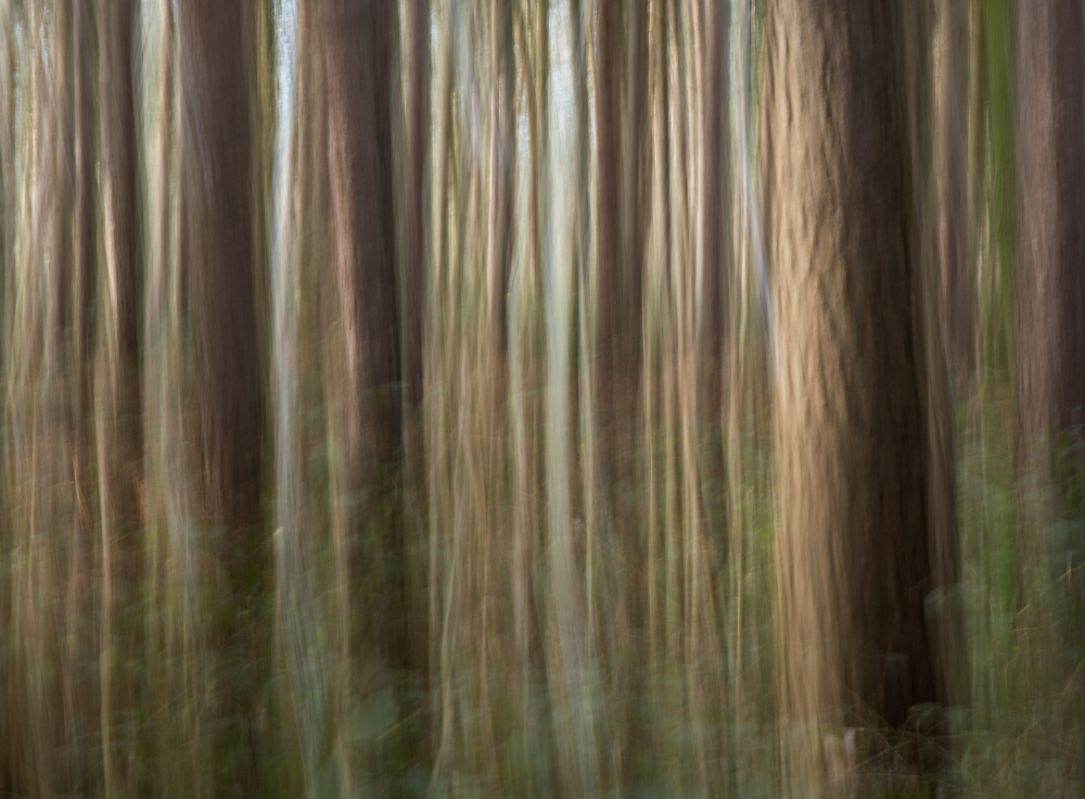 In the Pine Forest