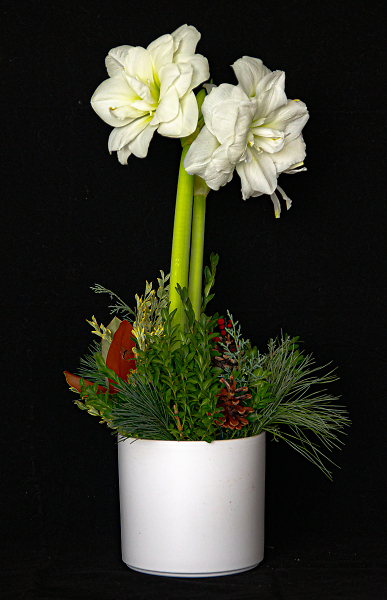 Amaryllis