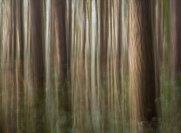 In the Pine Forest