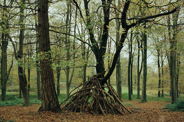 Killerton Estate - Wooded Copse