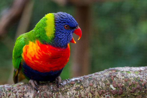 Lorikeet