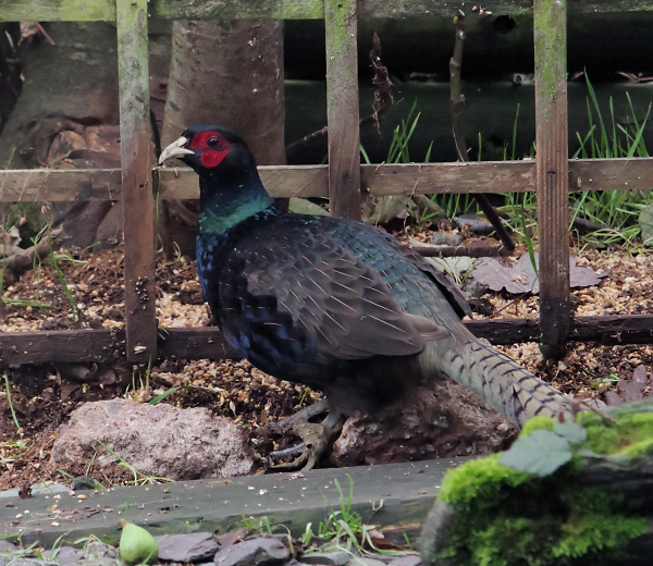 The Vistor - A Japanese Green Pheasant?