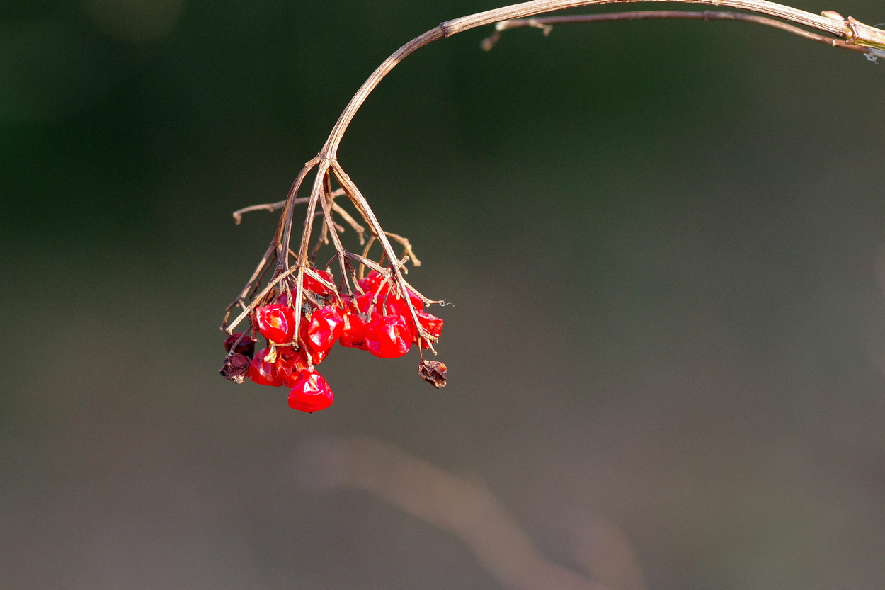 Shrivelled Berries