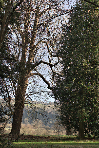 A view through the trees