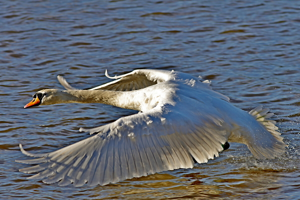 Learning to Fly