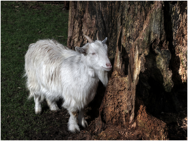 One Little Goat