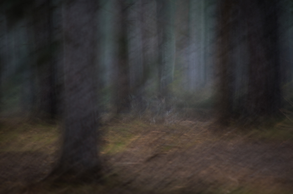 Wet Walk in the Forest