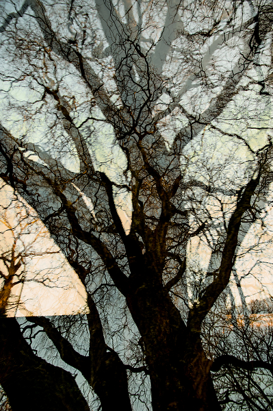 Woodland Wonder