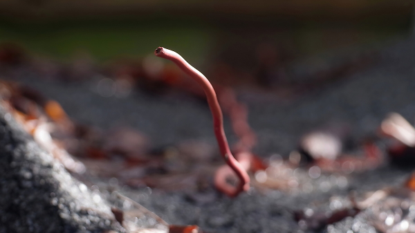 A live wire found slithering across the garden.