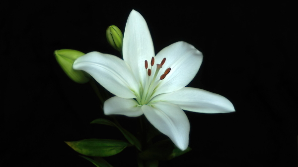 A white lily.