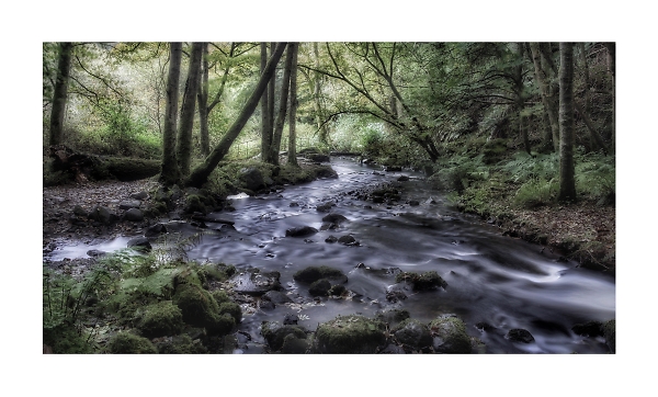 Downhills woods