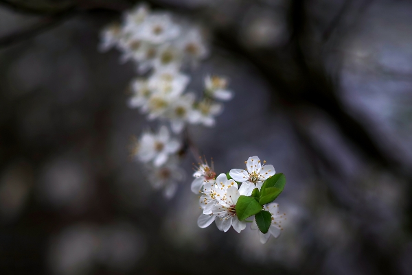 plum blossom