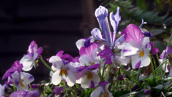 Signs of spring - at last.